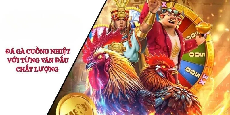 Đá gà cuồng nhiệt với từng ván đấu chất lượng 